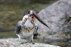 ヤマセミ お食事2(^.^)
