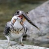 ヤマセミ お食事2(^.^)