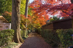 紅葉と小道
