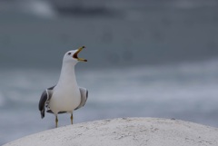 ウミネコ