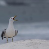 ウミネコ