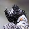 ヤマセミ 毛繕い