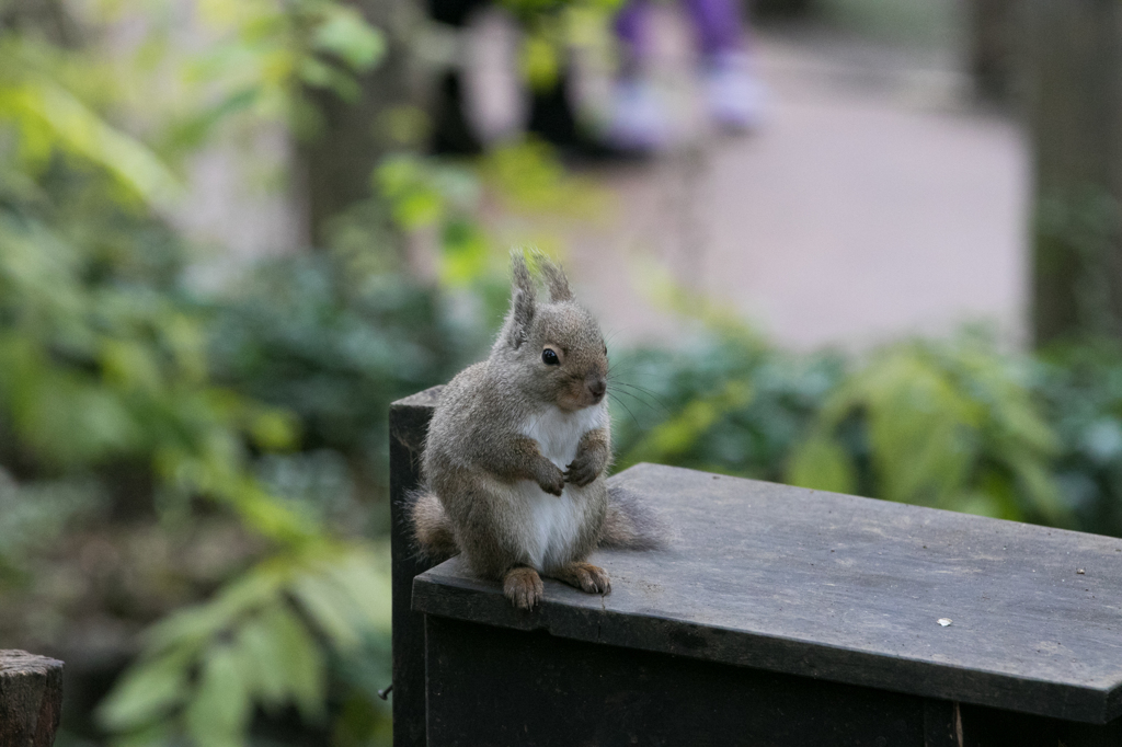 動物園のりす