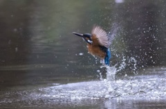 カワセミ