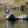 ヤマセミ着陸