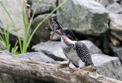 ヤマセミ お食事(^.^)