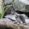 ヤマセミ お食事(^.^)