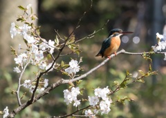 カワセミと桜