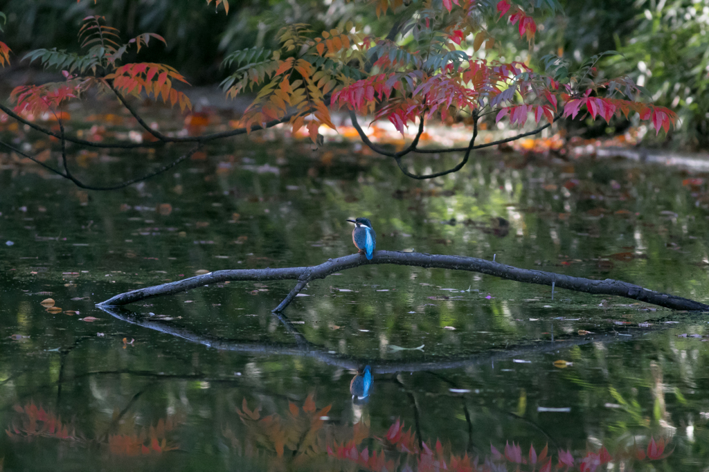 紅葉と水鏡