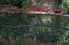 紅葉と水鏡