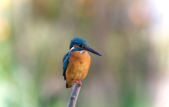 Alcedo atthis