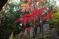 紅葉（高尾山）
