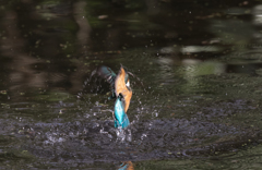 お魚ゲット！！