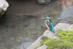 たたずむカワセミ