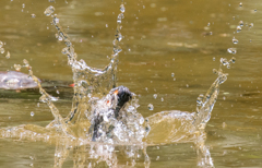 カワセミ 離水！