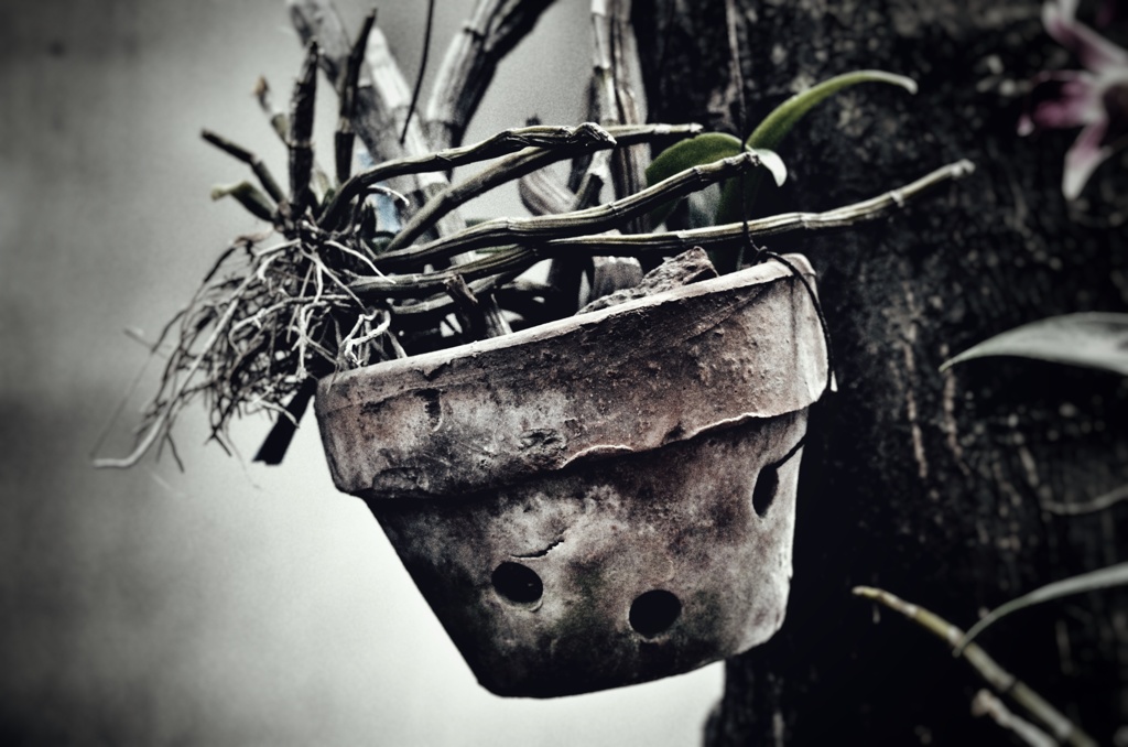 鉢植えは役に立つの？