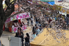 桜まつりの風景