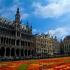 Flower carpet 2015