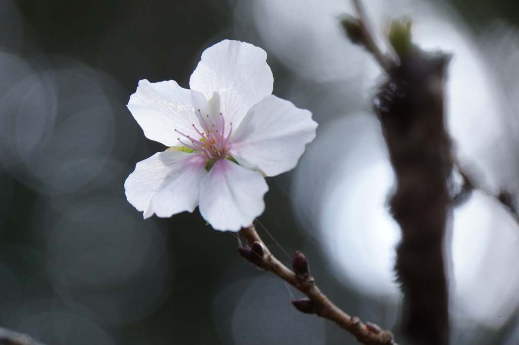10月の桜