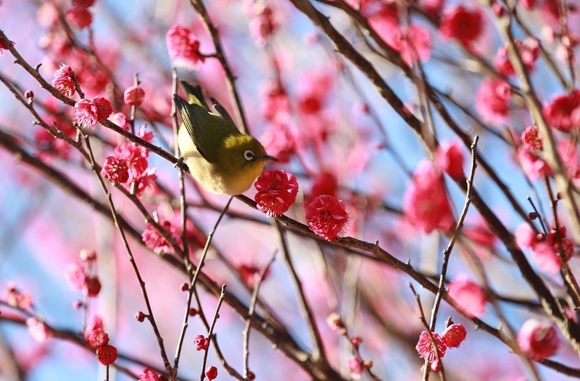 はる～(^^♪