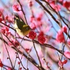 はる～(^^♪