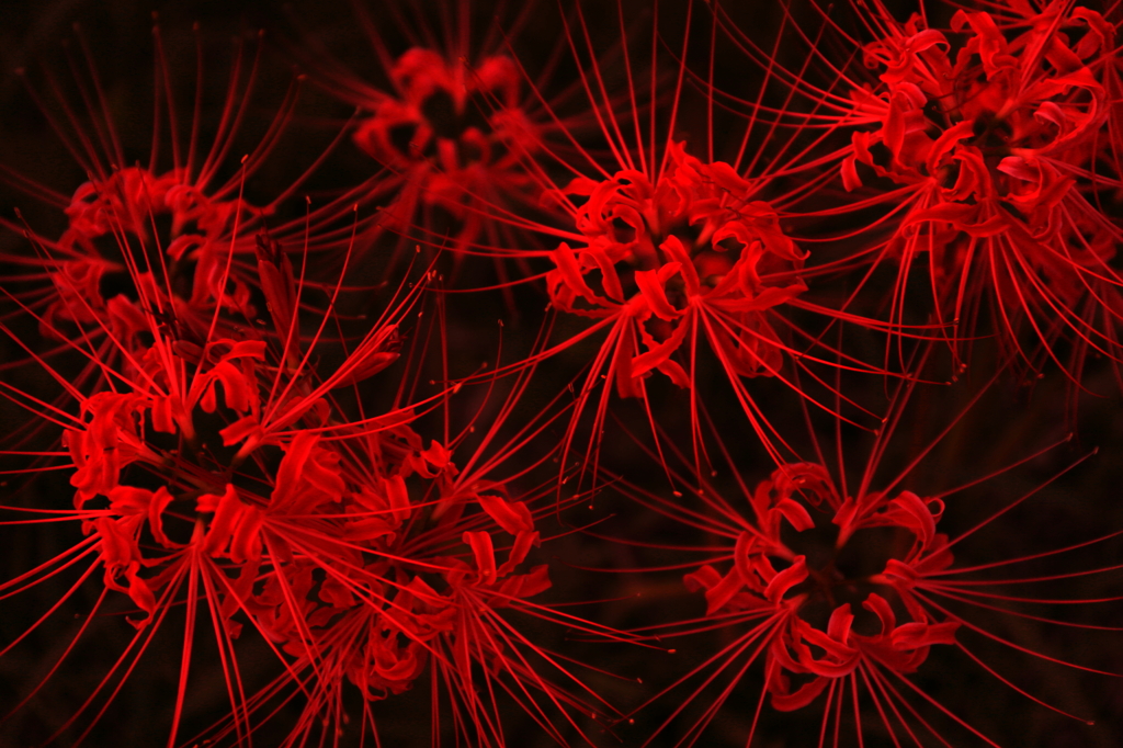 花火