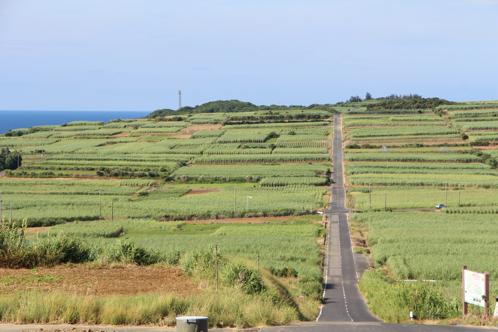 サトウキビ畑の一本道