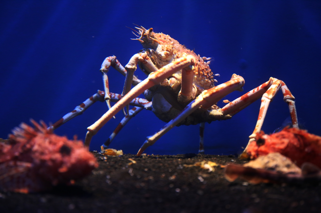 タカアシガニ