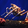 タカアシガニ