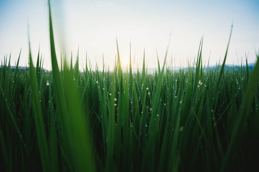 Grassy