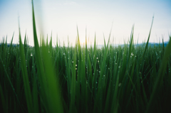 Grassy