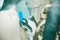 ペンギン