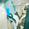 ペンギン