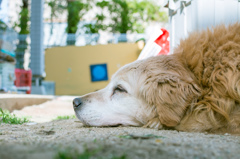 Nap
