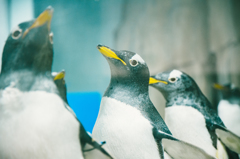 ペンギン