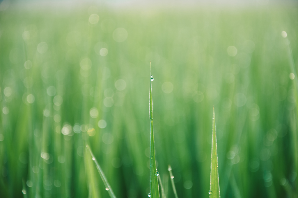 Grassy