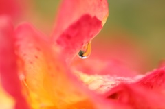 甘い蜜を