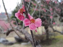 梅の花