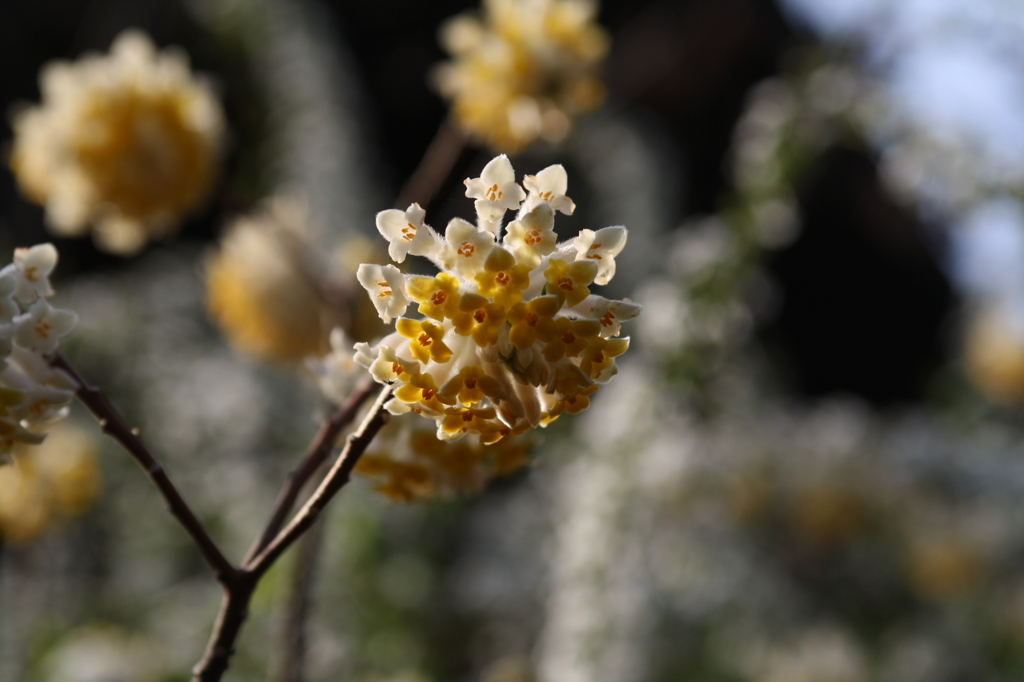 みつまたの花