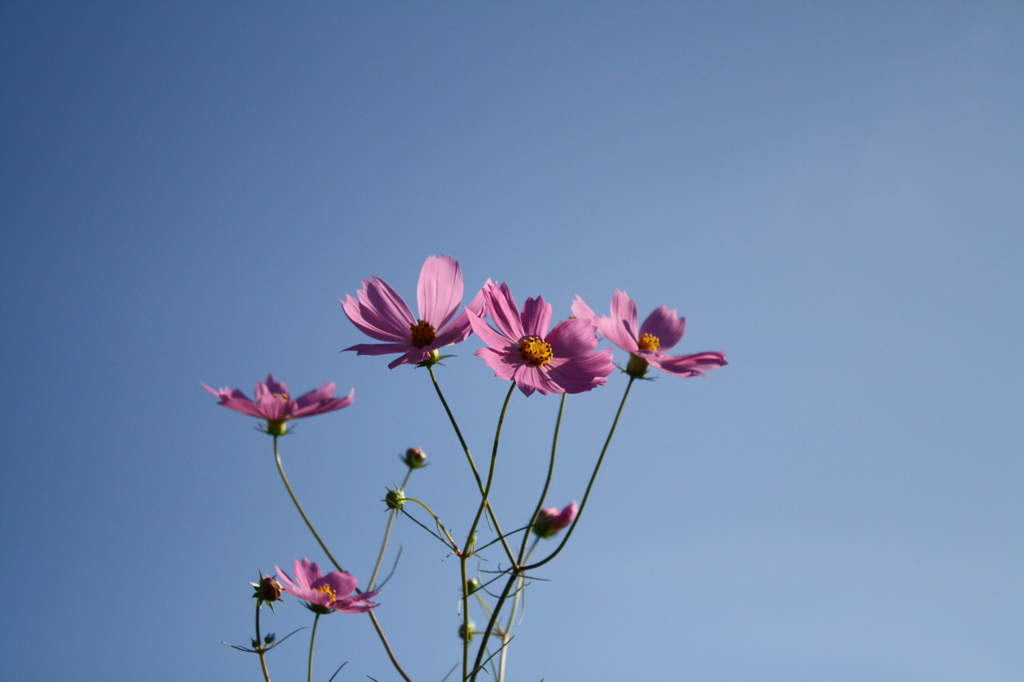 秋桜