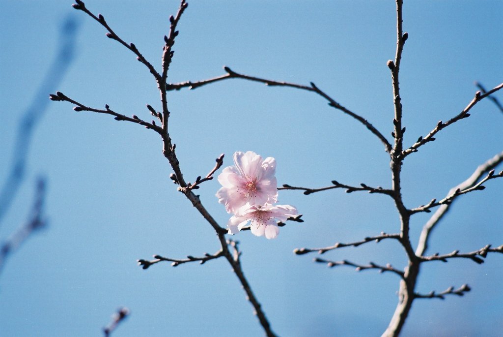 ふゆ桜咲く