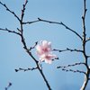 ふゆ桜咲く