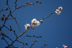 十月桜