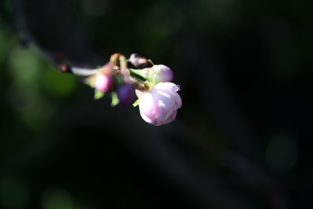 十月桜