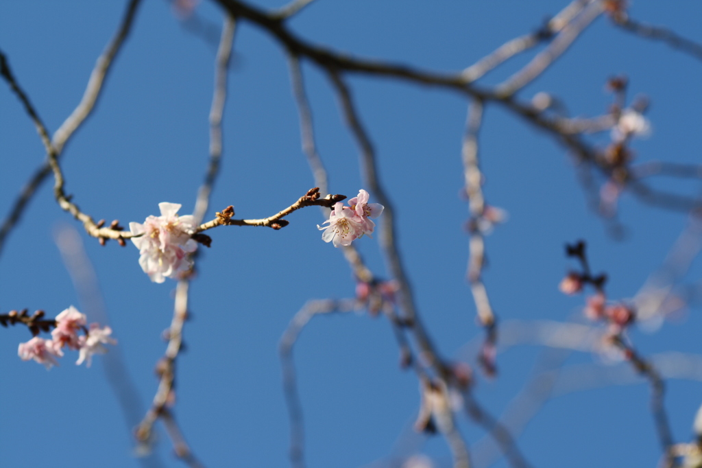 冬に咲く桜