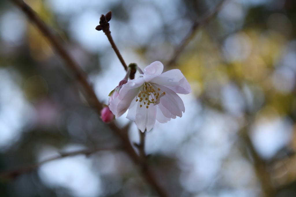十月桜