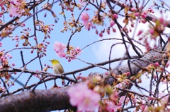 母校の近くの桜