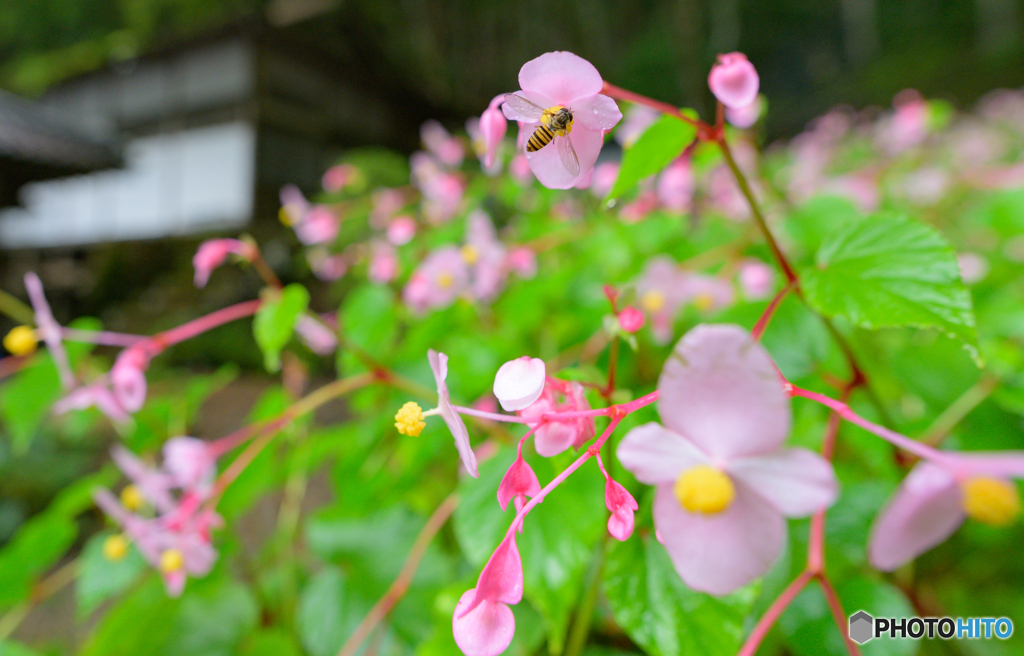 阿弥陀寺だより