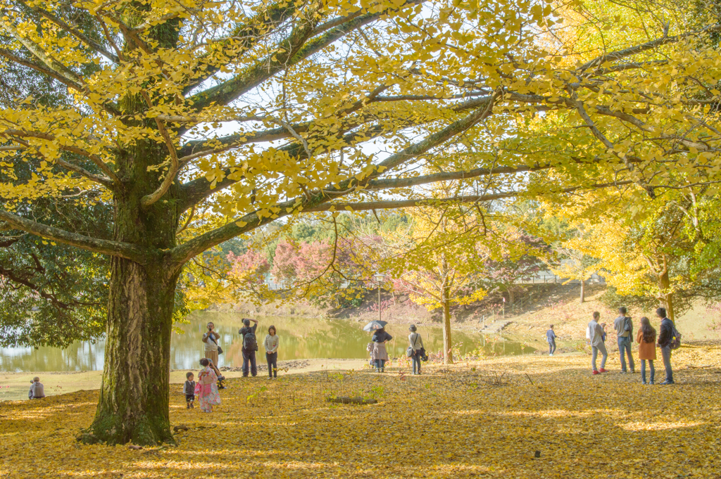 奈良公園