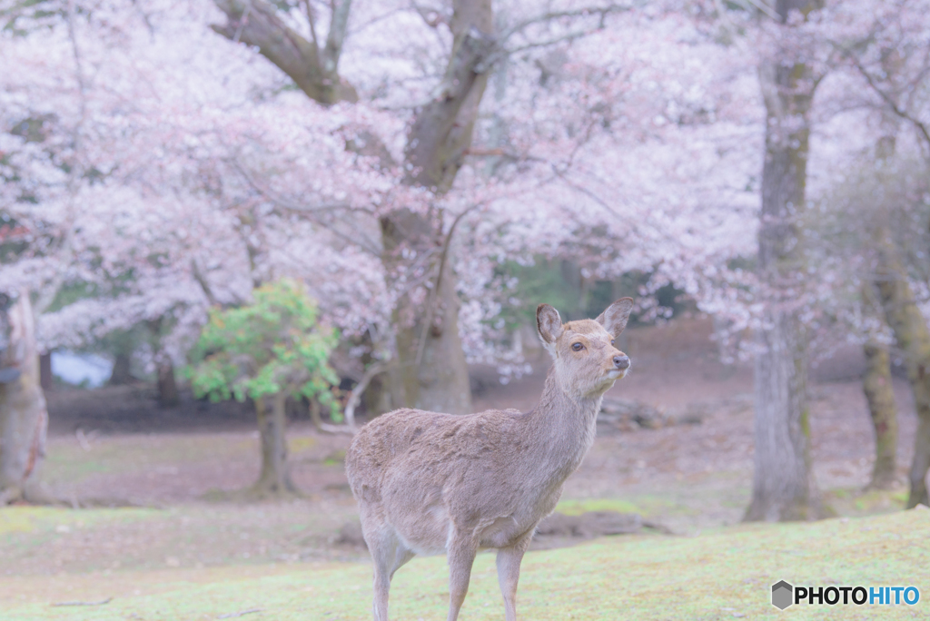 春爛漫
